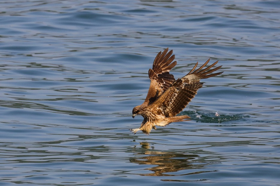 Sea eagle fishing